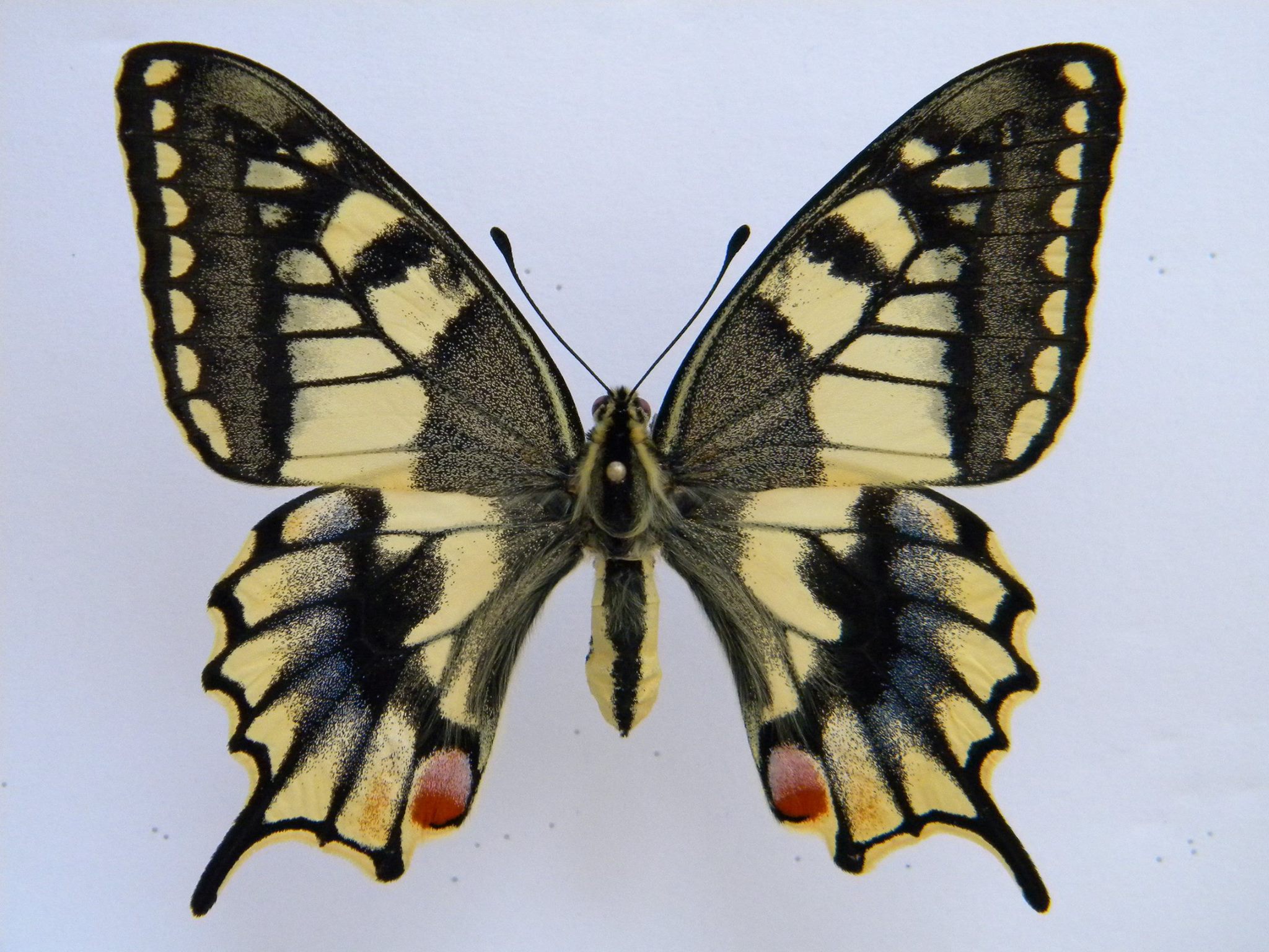 Papilio machaon (artificial aberrant, FB 1) [Internet image property of respective owner, non commercial use only]